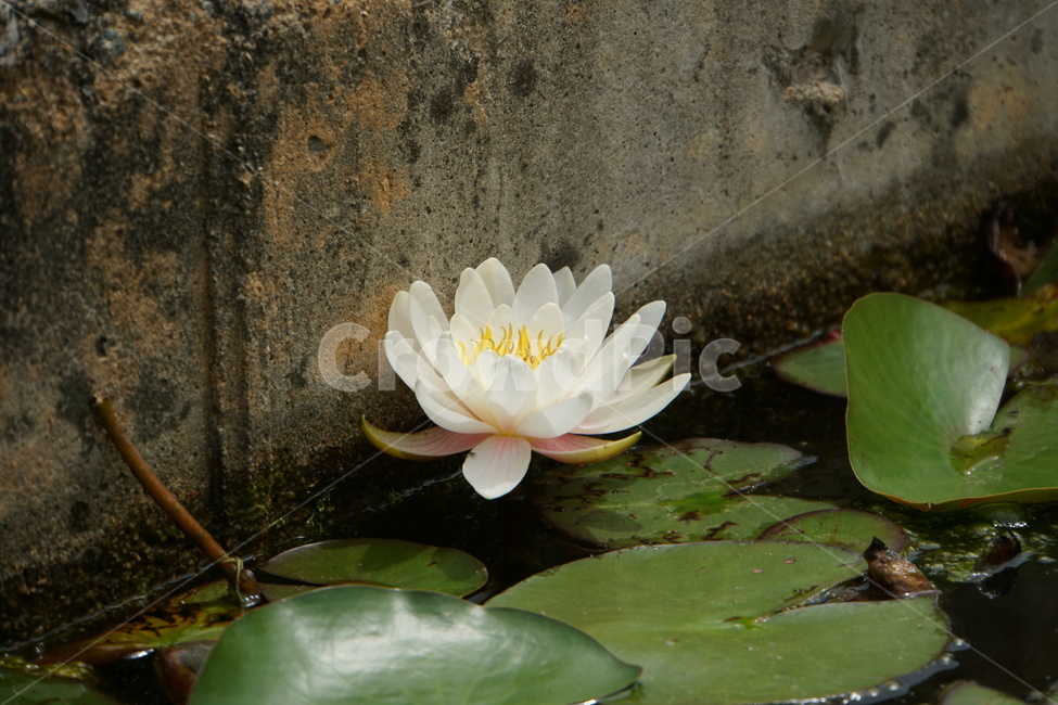 꽃,나무,여름,연꽃,늪,식물,자연,plants,nature,꽃,flower
