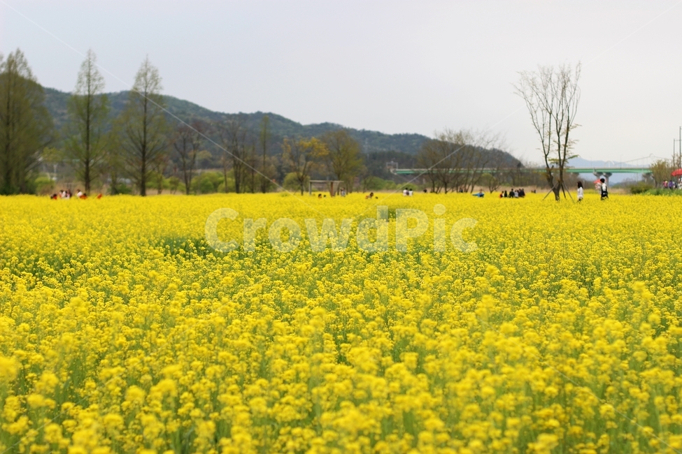 유채꽃,노랑,봄,봄꽃,풍경,한국풍경,자연,봄,계절,spring,season,자연,풍경,nature,landscape,한국자연풍경,한국자연경관,korea nature landscape,grassland,목초지,outdoors,옥외,field,들