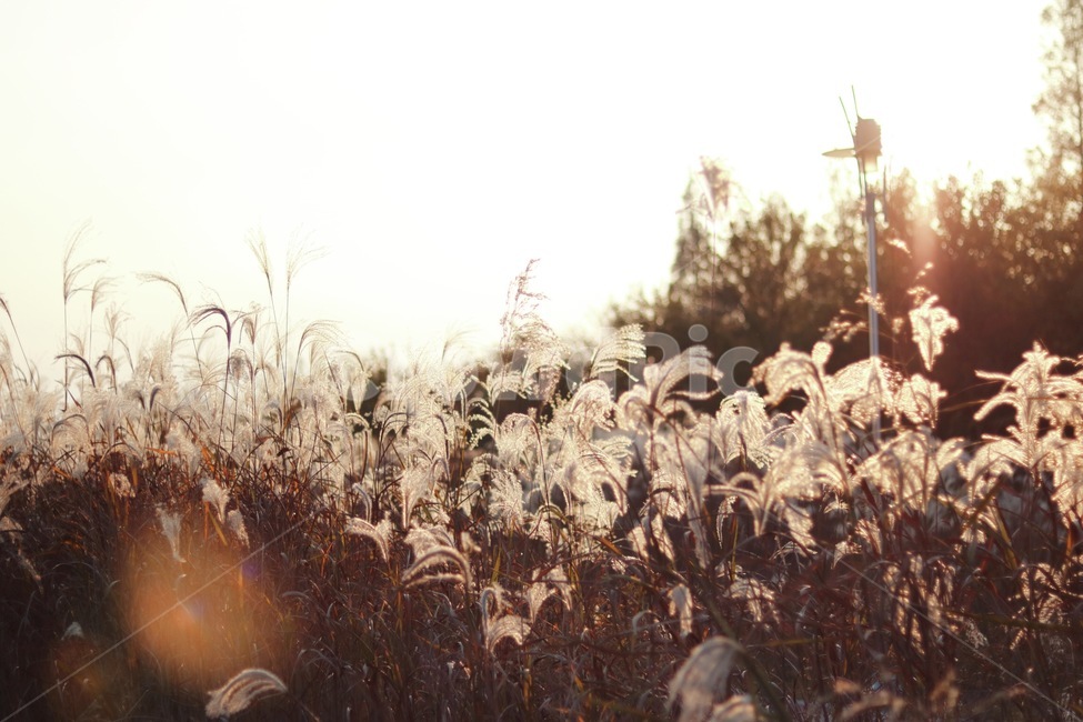 갈대,감성,쓸쓸함,해질무렵,가을,가을,계절,fall,autumn,season,grass,잔디,plant,식물,lawn