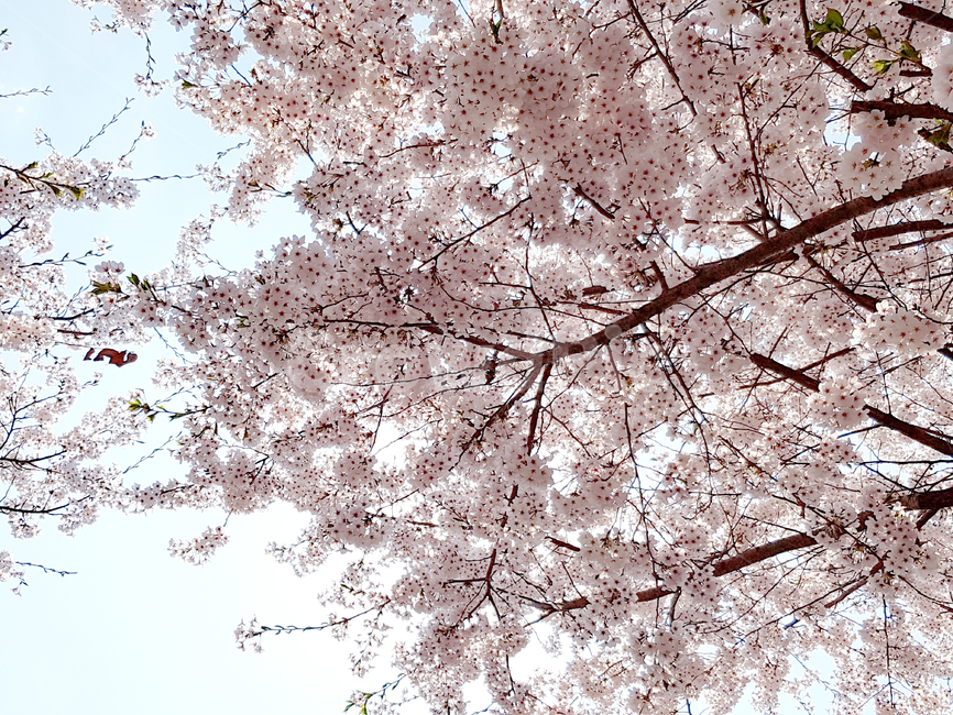 벚꽃,봄,꽃,식물,cherryblossoms,꽃배경,예쁜꽃,봄,계절,spring,season,식물,자연,plants,nature,꽃,flower,나무,trees,wood,plant,cherry blossom,blossom