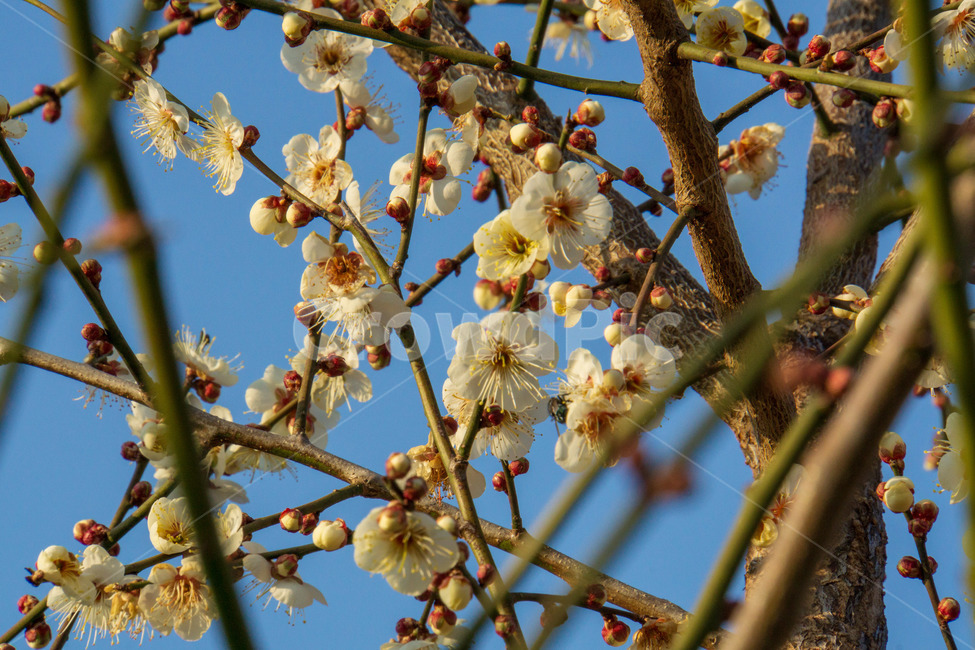 꽃,봄,흰꽃,나무,매화,매화꽃,봄,계절,spring,season,식물,자연,plants,nature,꽃,flower,plant,blossom