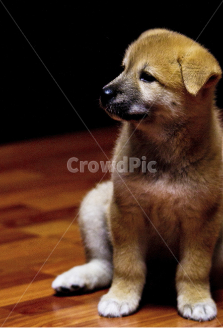 강아지,토종견,반려견,개,누렁이,동물,animal,포유류,mammal,개,강아지,dog,doggy