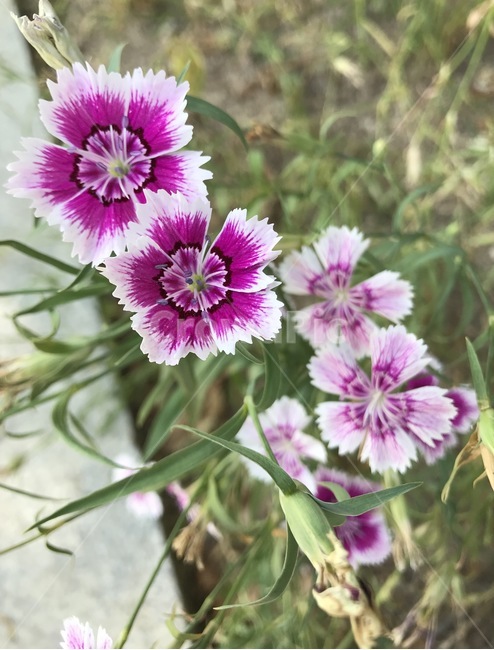 flower,플라워,꽃,식물,자연,식물,자연,plants,nature,꽃,flower
