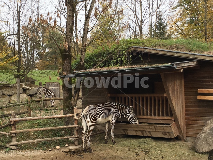 얼룩말,줄무늬,horse,집,가축,house,animal,동물,animal,포유류,mammal