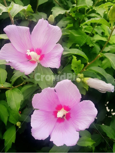 season,summer,pink,무궁화,무궁화꽃,꽃,flower,여름,계절,풀