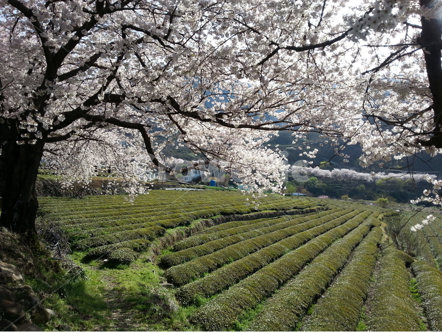 하동,쌍계사,십리벚꽃길,차시배지,녹차밭,봄,계절,spring,season,식물,자연,plants,nature,나무,trees,wood,plant
