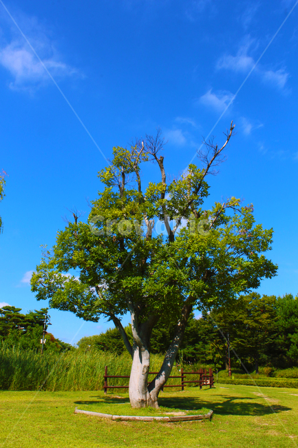 하늘,구름,나무,수풀,잔디,잔디밭,홀로,자연,풍경,nature,landscape,tree,plant,식물,tree trunk,나무 줄기