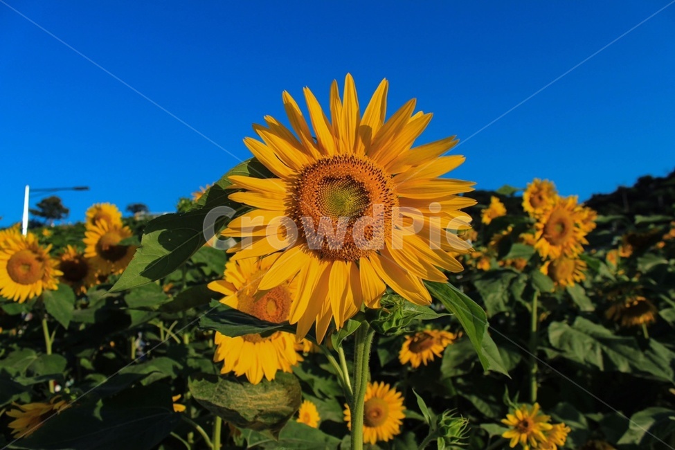 해바라기,꽃,식물,배경,하늘,파란색,초록색,노란색,sunflower,flower,식물,자연,plants,nature,꽃,flower