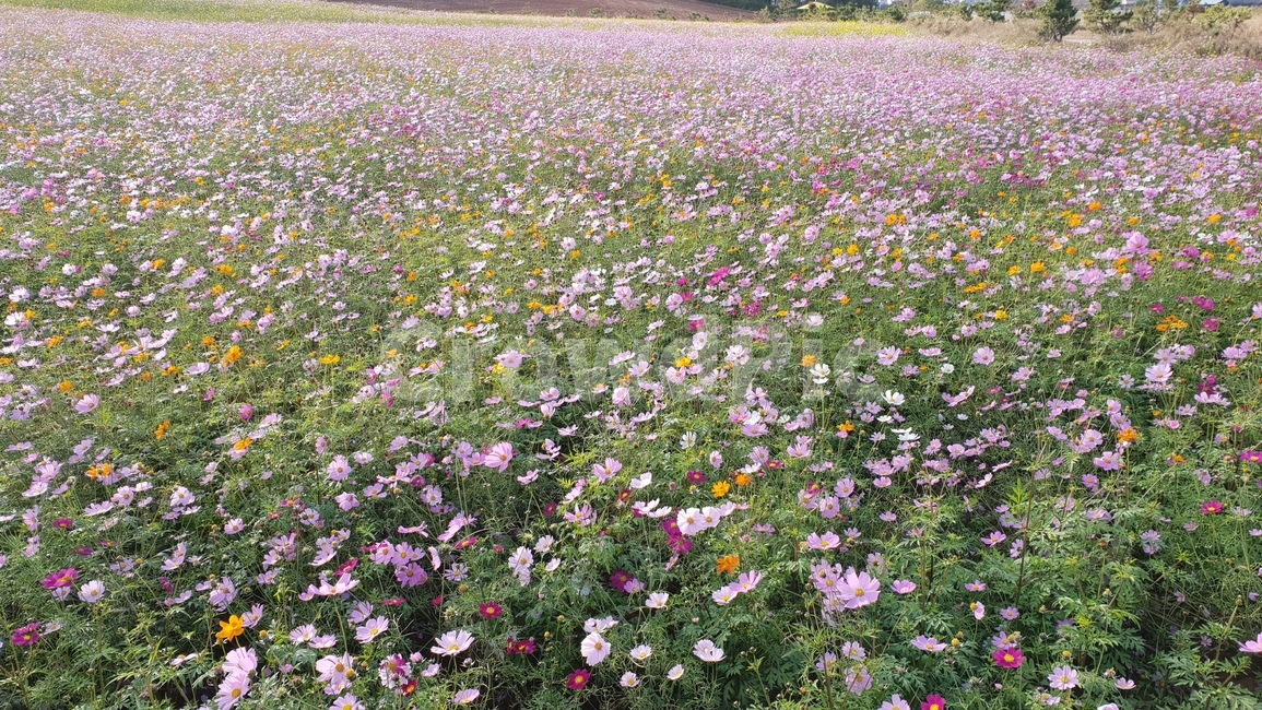 plant,식물,field,들,nature,자연,코스모스,가을