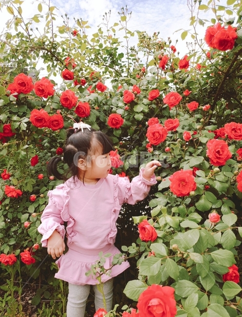 장미,꽃,person,flower,꽃잎