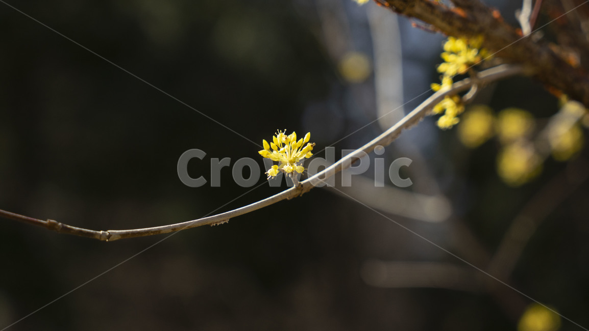 flower,꽃,plant,식물,blossom,산수유,식물,자연,plants,nature