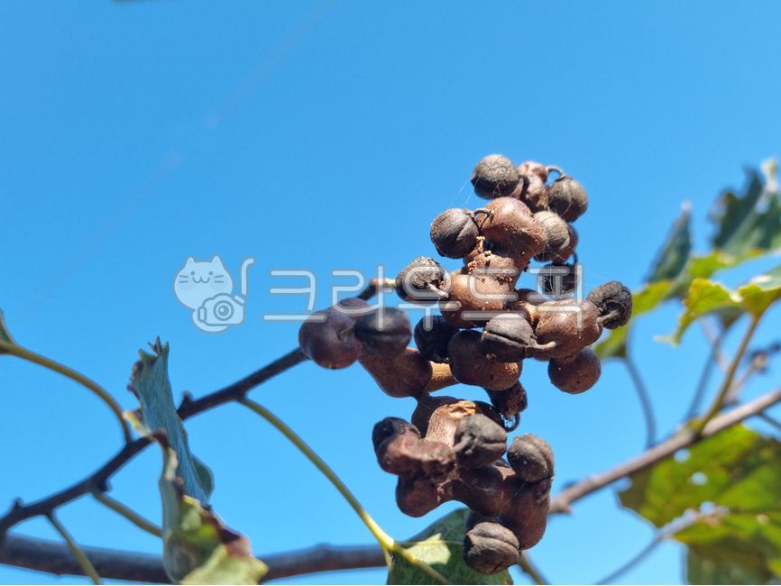 헛개나무,헛개나무열매,열매,헛개열매,약재,한약재,한약재료,잎,나뭇잎,헛개나무잎,하늘,plant,식물