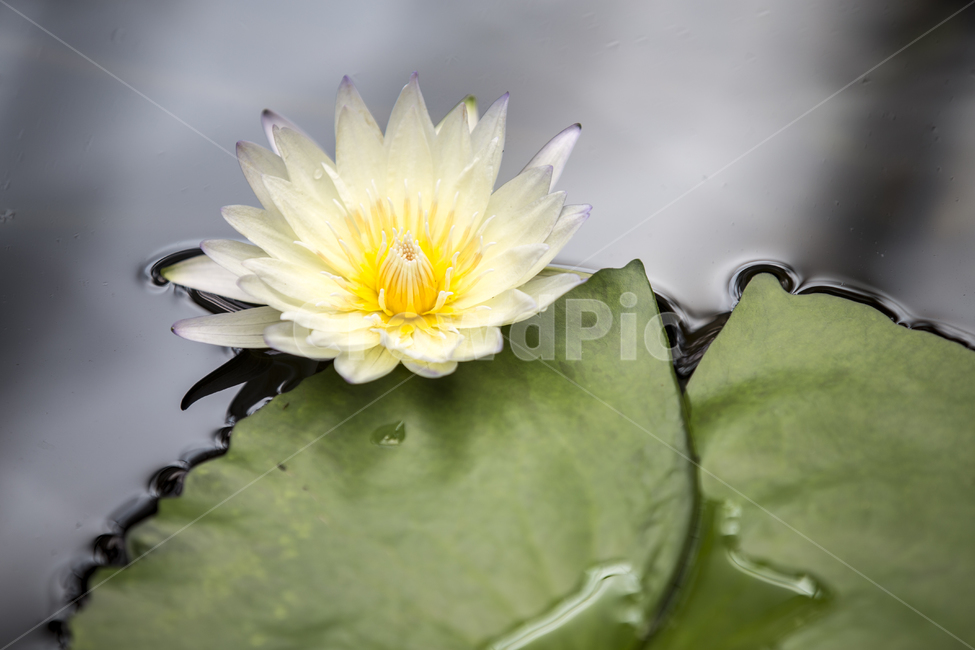 수련,nymphaea,연꽃,lotus,waterlily,plant,식물,blossom,꽃,flower,연못,식물,자연,plants,nature,꽃,flower