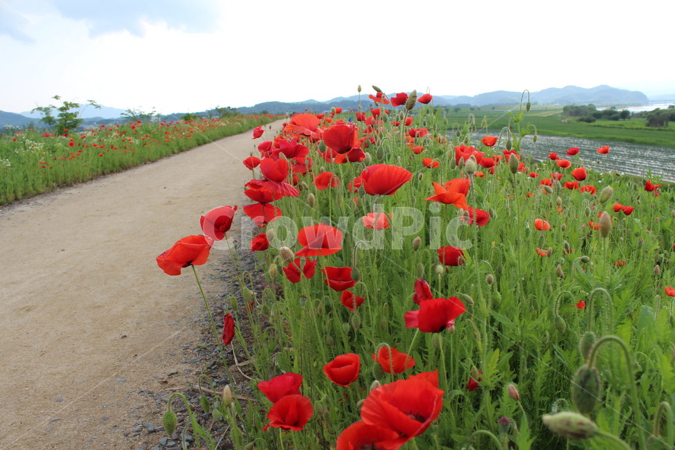 양귀비,함안,함안뚝방길,꽃,5월축제,빨간꽃,flower,plant,poppy,경남,꽃축제,5월꽃,자연,풍경,nature,landscape,식물,plants,꽃,flower,blossom