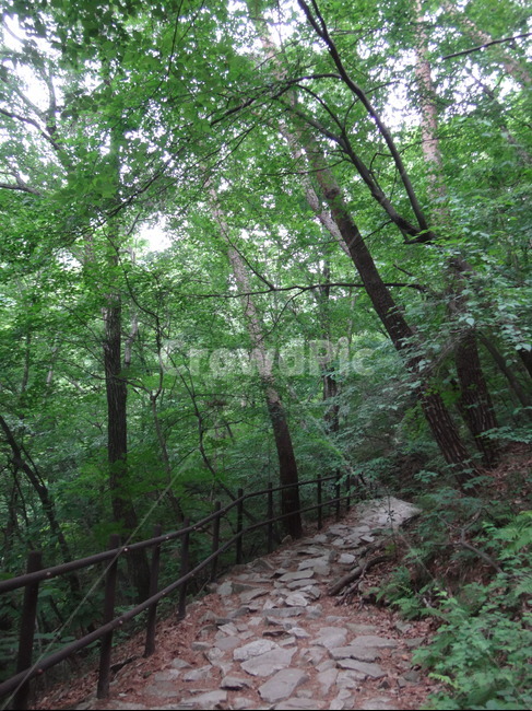 풍경,산,숲,나무,자연,자연,풍경,nature,landscape,path,통로,walkway,보도,outdoors,옥외