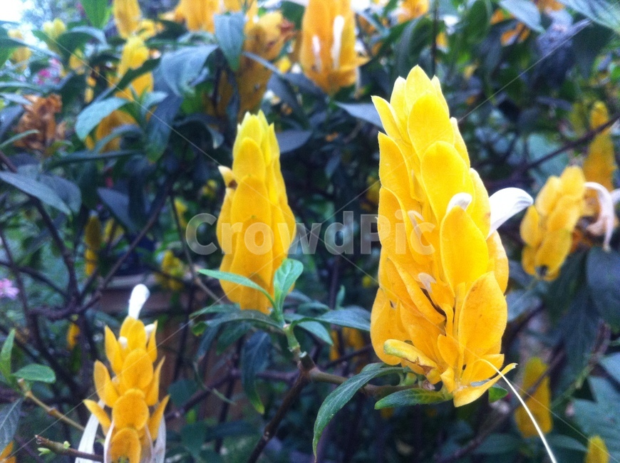노란꽃,acanthaceae,yellowflower,pachystachyslutea,파키스타키스루테아