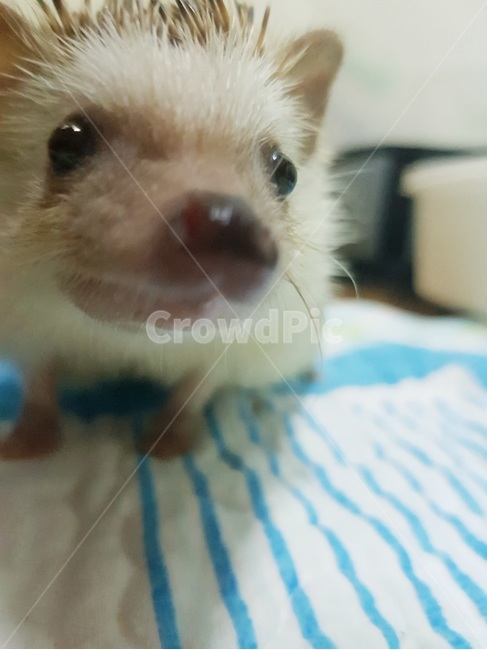 고슴도치,반려동물,동물,animal,가시,귀여운,cute