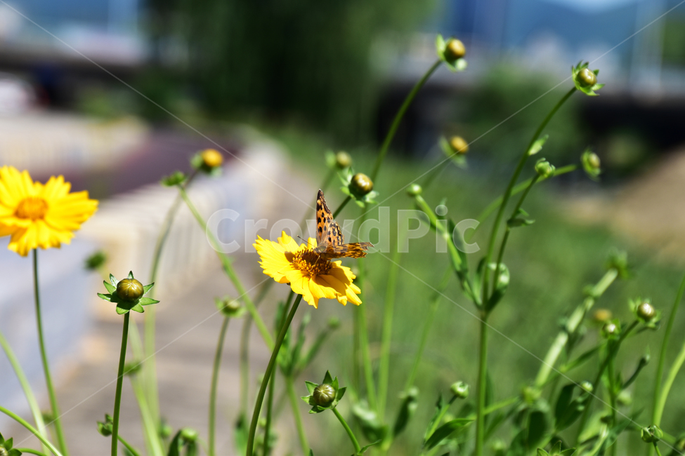 자연,배경,아름다운,꽃,나비,길,nature,background,beautiful,flowers,butterfly,way,식물,자연,plants,nature,꽃,flower