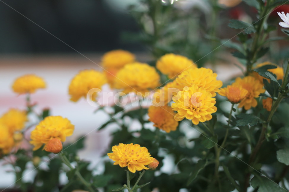 가을꽃,꽃,국화,소국,노랑,노란꽃,가을,감성사진,식물,자연,plants,nature,꽃,flower