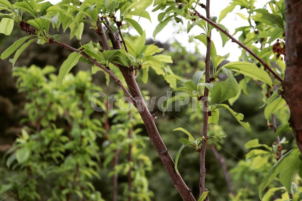 plant,식물,나무,실루엣,시원함,식물,자연,plants,nature