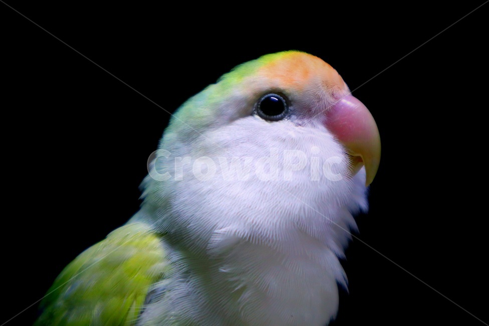 동물,새,앵무새,모란앵무,anima,peonyparrot,동물,animal,조류,새,birds