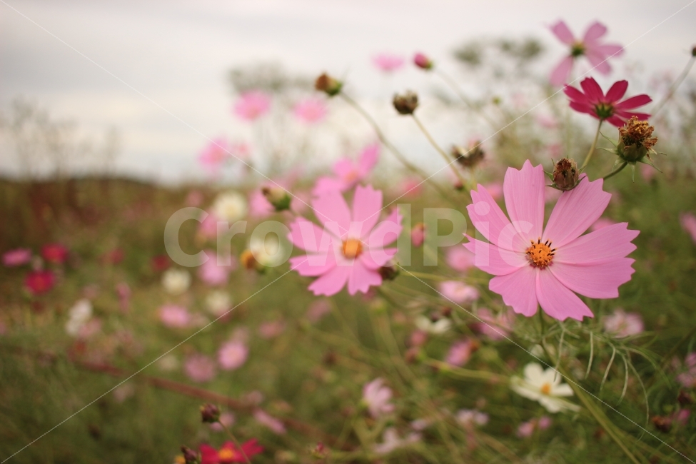꽃,코스모스,자연,가을,감성,가을,계절,fall,autumn,season,식물,자연,plants,nature,꽃,flower,plant,blossom,petal,꽃잎