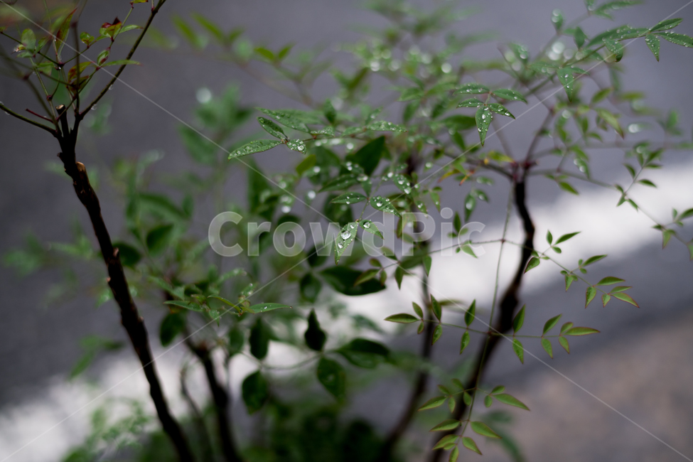 식물,남천,나무,비오는날,싱그러움,물방울,식물,자연,plants,nature,비,비오는날,rain,rainy