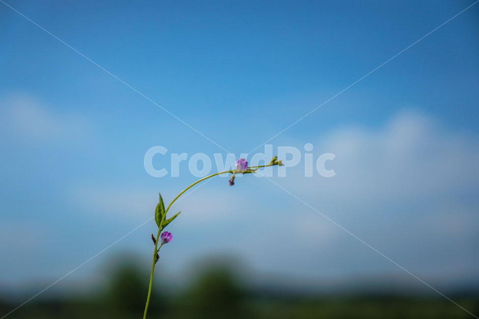 들꽃,넝쿨,줄기,식물,하늘,구름,식물,자연,plants,nature,꽃,flower