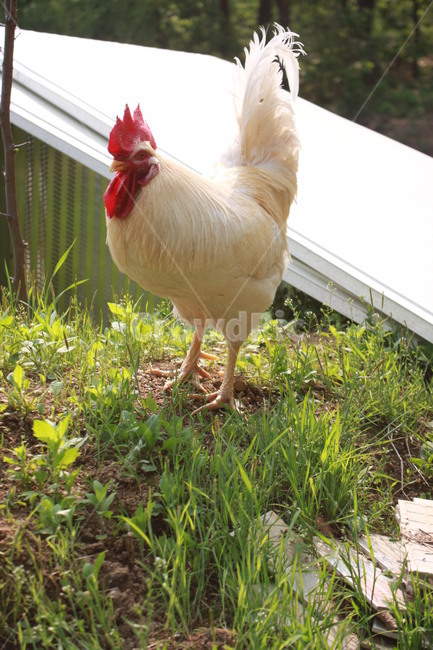 동물,닭,수탉,애완닭,동물농장,동물복지,animal,bird,chicken,동물,animal,조류,새,birds