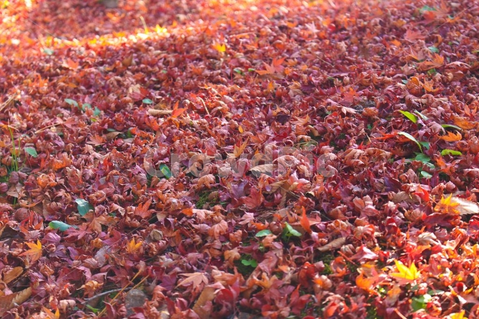 가을,낙엽,자연,숲,쓸쓸함,계절,조화,양분,거름,가을,계절,fall,autumn,season,자연,풍경,nature,landscape,plant,식물,leaf,잎,tree,나무,ground,바닥