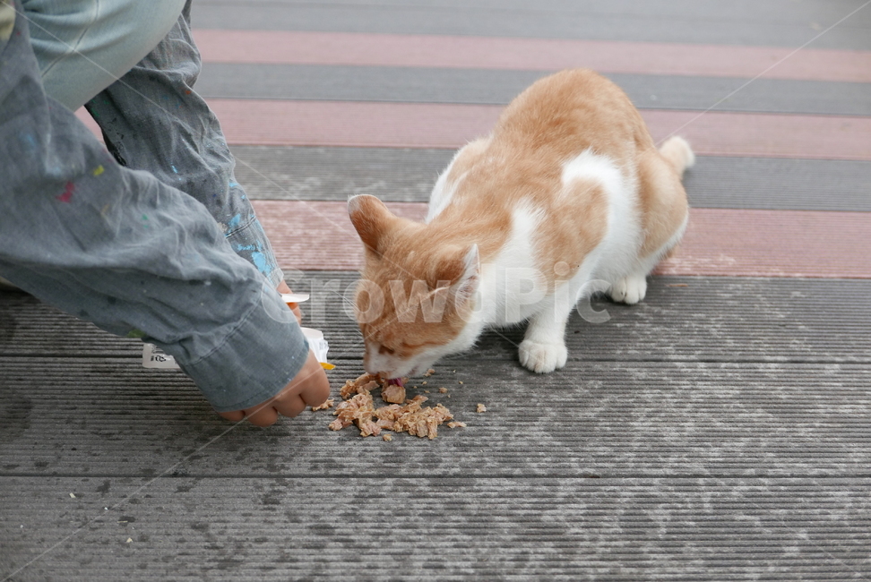 고양이,포유류,동물,cat,pet,animal,먹이,캣맘,동물,animal,포유류,mammal,고양이,cat,kitten,kitty