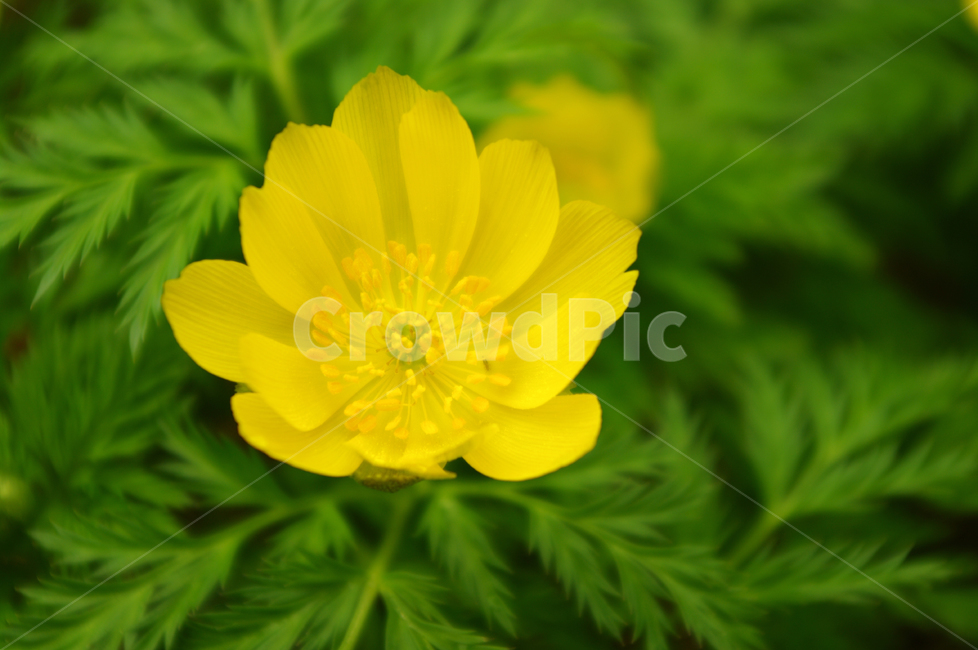꽃,flower,식물,color,복수초,식물,자연,plants,nature,꽃,flower