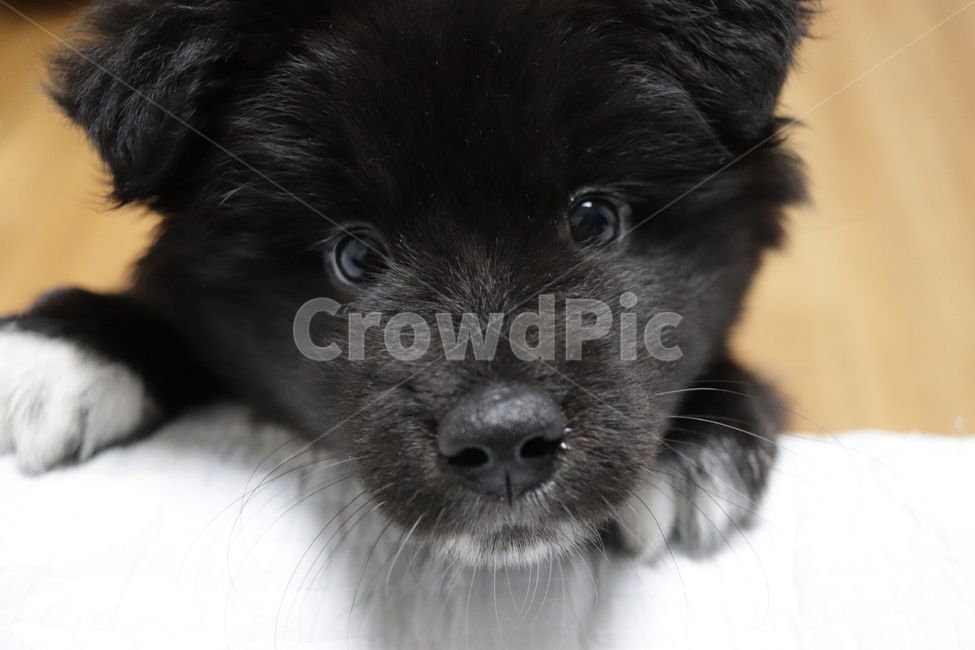 강아지,멍뭉이,미소,개활짝,웃음,동물,animal,포유류,mammal,개,강아지,dog,doggy
