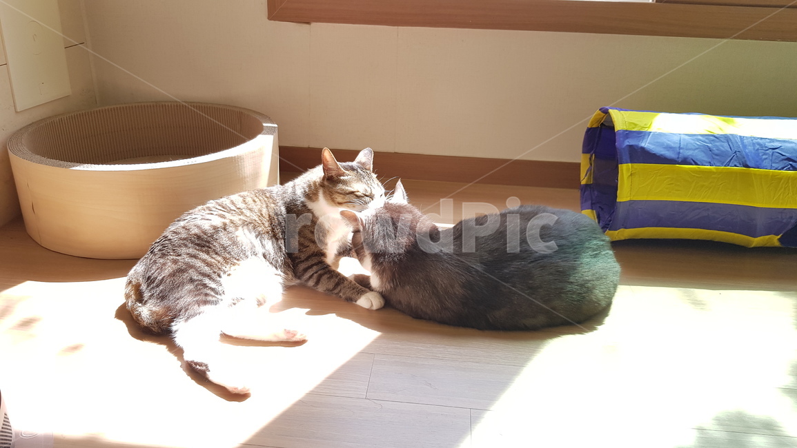 고양이,코숏,햇빛,그루밍,cat,집