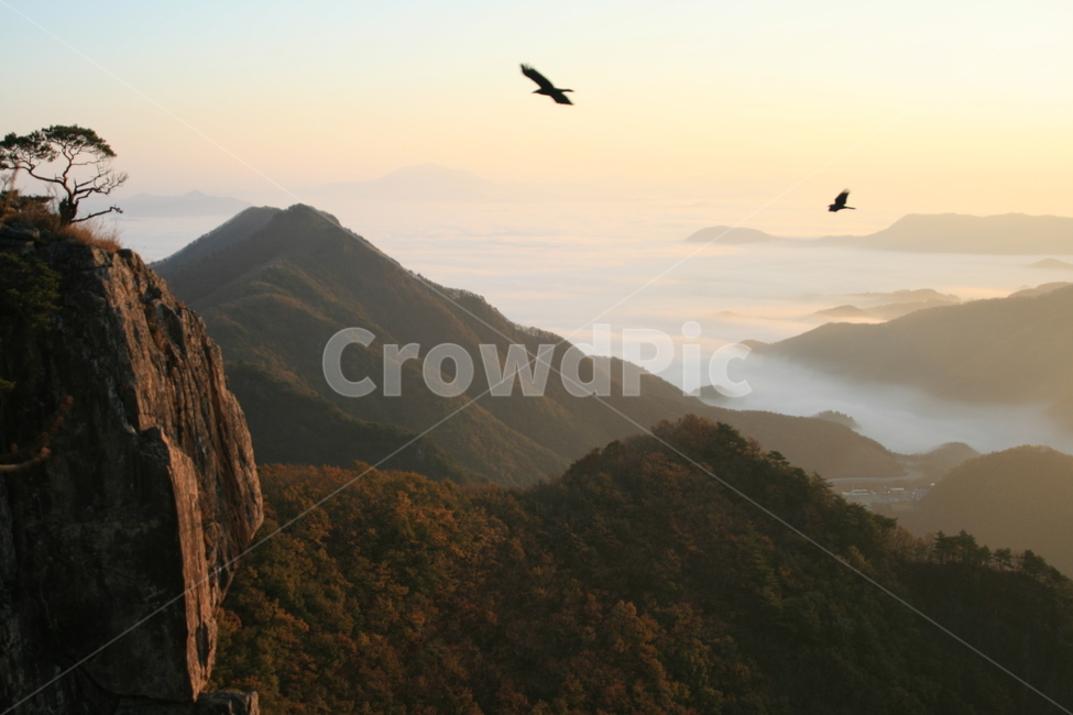 bird,새,nature,자연,한국,까마귀,산,대둔산,안개,운해,가을,아침,한국자연풍경,한국자연경관,korea nature landscape