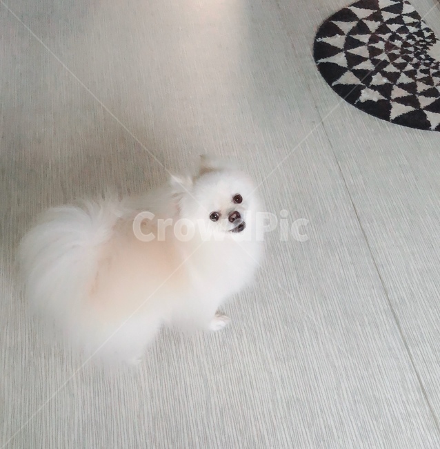 강아지,동물,포메라니안,반려견,귀여운포메