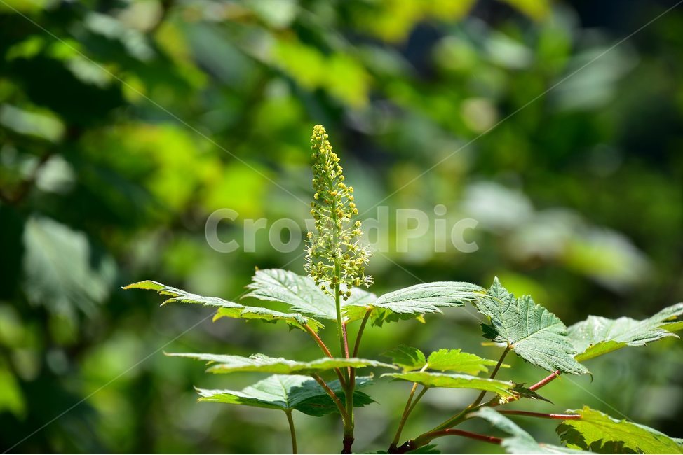 부게꽃나무,야생화,꽃,식물,자연,생태,플라워,flower,plants,nature,식물,자연,plants,nature,꽃,flower