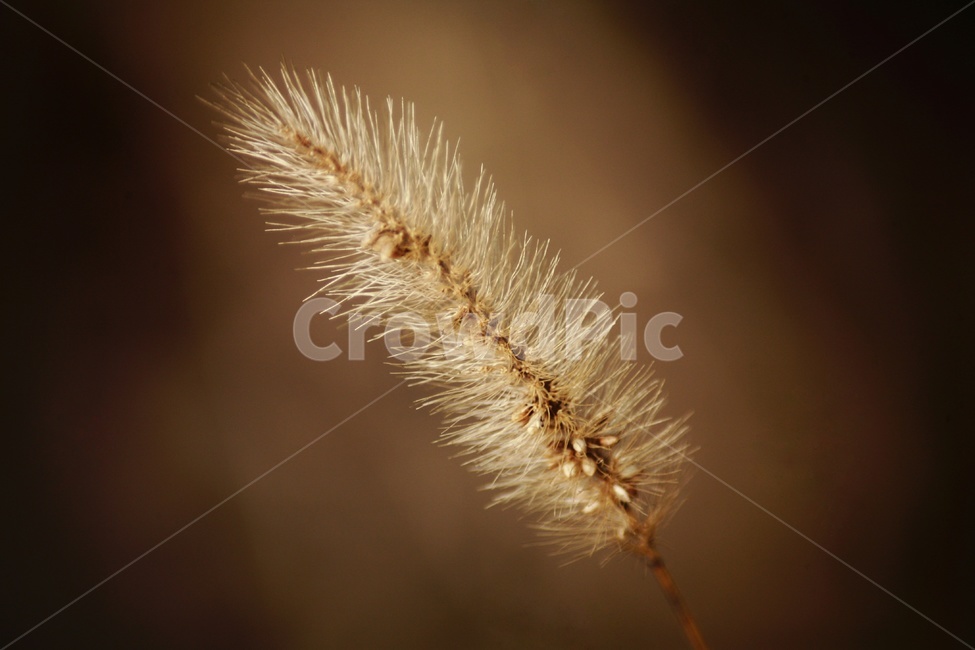 잡초,식물,접사,풀,자연,야외,plants,nature,식물,자연,plants,nature