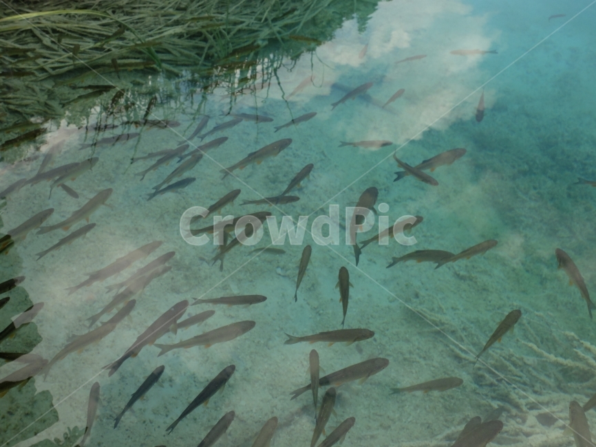 물고기,자연,고기떼,호수,물,동물,animal,어류,물고기,fish