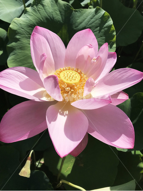꽃,flower,식물,봄,spring,plant,연꽃,bloom,blossom,lotus,pink