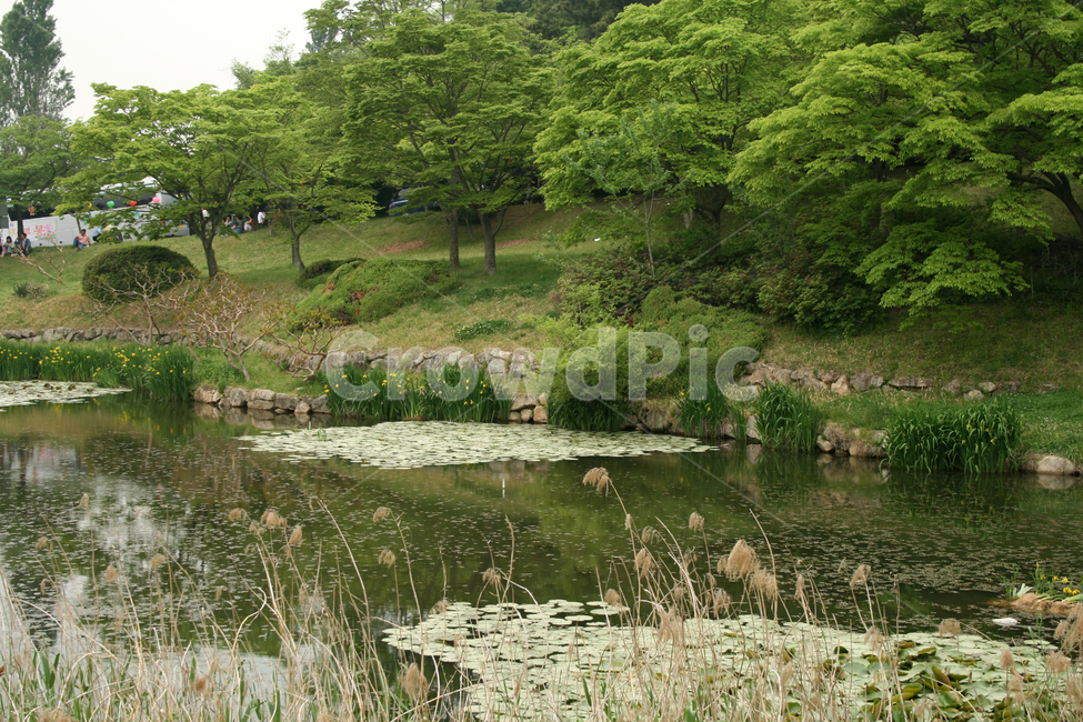 풍경,반야연지,연못,한국,경주,불국사,자연,풍경,nature,landscape,한국자연풍경,한국자연경관,korea nature landscape,water,물,outdoors,옥외,land,땅
