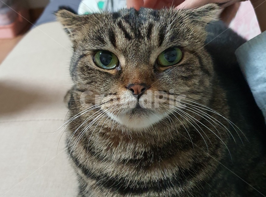 고양이,동물,mammal,포유류,animal,abyssinian,pet,cat,cute,sleep,졸리다,졸린눈,무늬,고등어무늬,스코티쉬폴드,접힌귀,동물,animal,포유류,mammal,고양이,cat,kitten,kitty