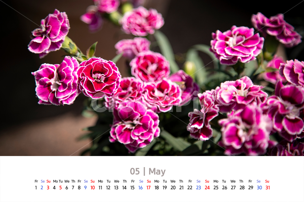 2020년,꽃,자연,카네이션,어버이날,생일,축하,이벤트,감사,식물,선물,기념일,줄기,꽃잎,녹색,아름다운,배경,검은색,붉은색,생활,꽃향기,야생,잎사귀,5월