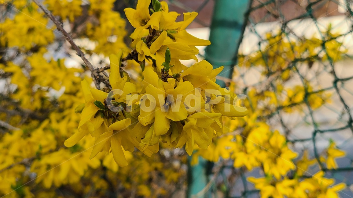 개나리,노란,노란색,꽃,봄,봄꽃,flower,봄날,개화,yellow,plant,식물