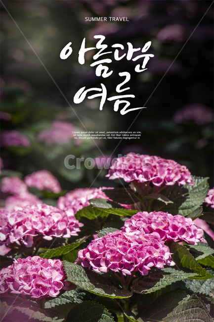 수국,꽃,꽃밭,여름,감성,캘리,캘리그라피,손글씨,붓글씨,힐링,표지,브로슈어,전단지,카달로그,식물,자연,plants,nature,꽃,flower,캘리그라피,손글씨,calligraphy