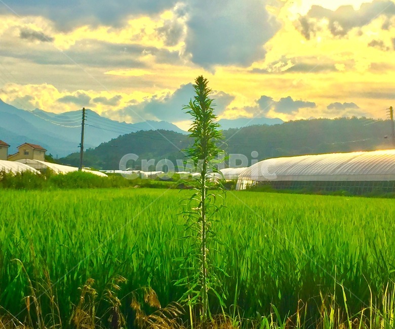 nature,자연,outdoors,옥외,grassland,field,목초지,들,paddyfield,패디필드,countryside,한지방,시골,햇빛,금빛,저녁,afternoon,flower,green,gold,glass
