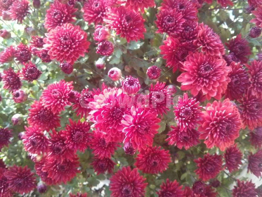 국화,꽃,녹색,계절,가을,자주색,자연,가을국화,분홍색,식물,자연,plants,nature,꽃,flower
