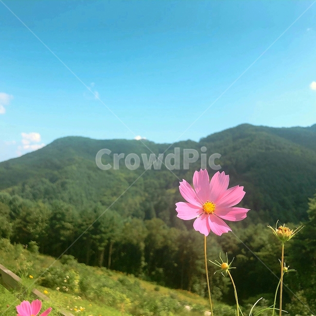 식물,자연,풍경,경치,plant,nature,scenery,야외,outdoors,꽃,산,코스모스,배경,가을,식물,자연,plants,nature,꽃,flower