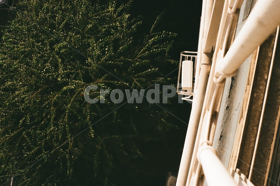 nature,자연,나무,tree,옥외,식물,자연,plants,nature,나무,trees,wood