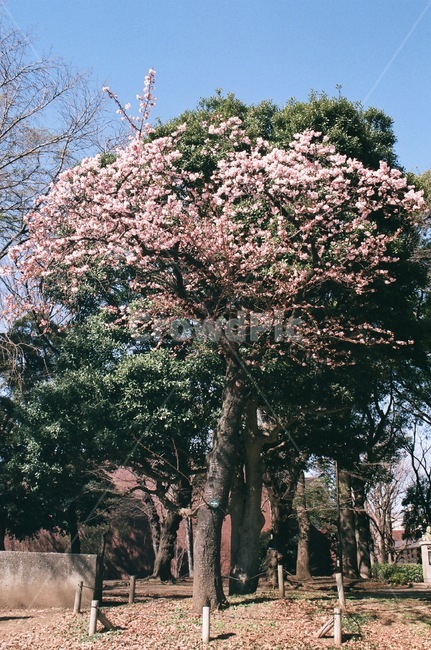 벚꽃,나무,벚꽃나무,공원,필름카메라,봄,식물,plant,cherryblossom,spring,pink,japan